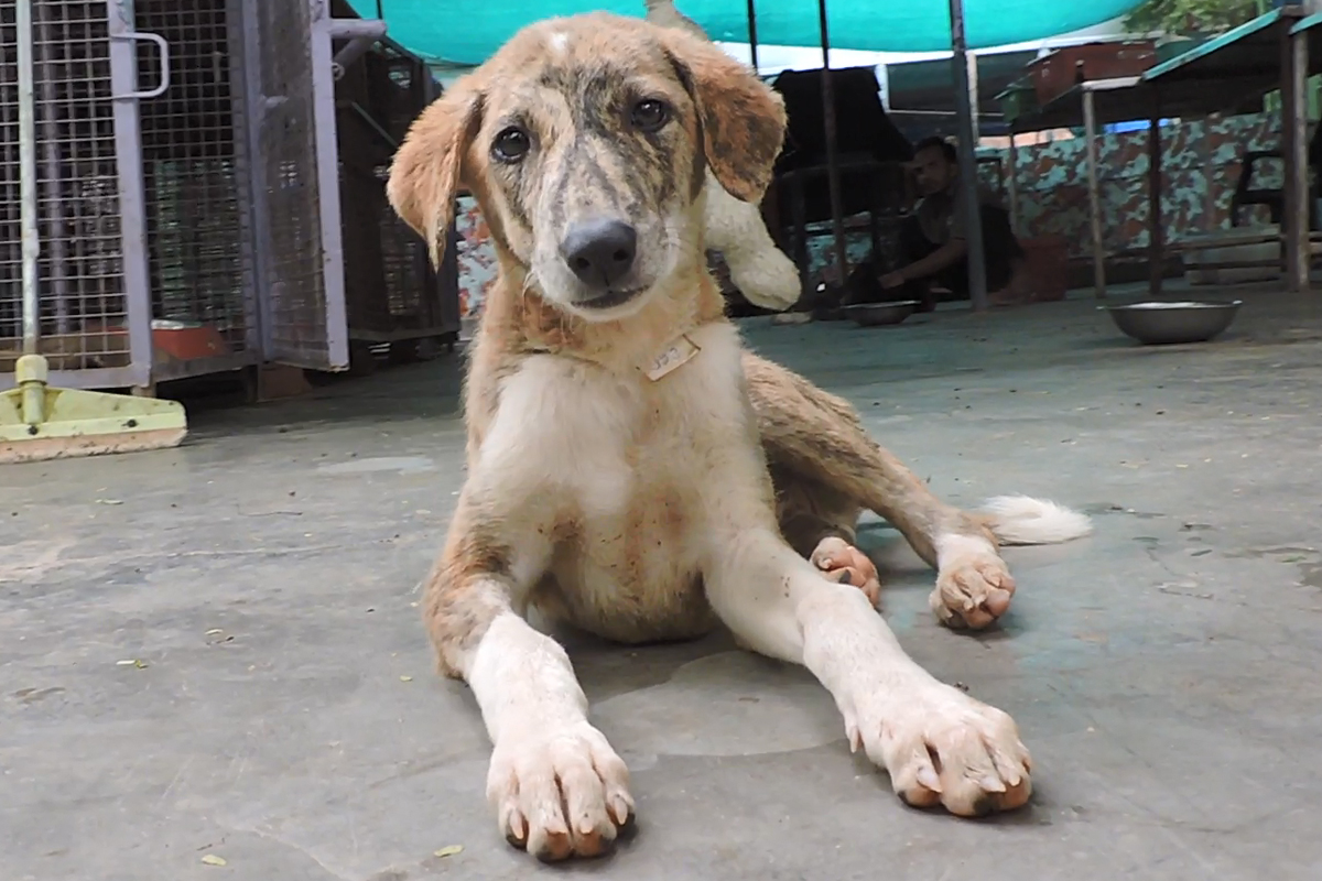 7 Animal Welfare Organisations That Rescue And Care For Stray Animals