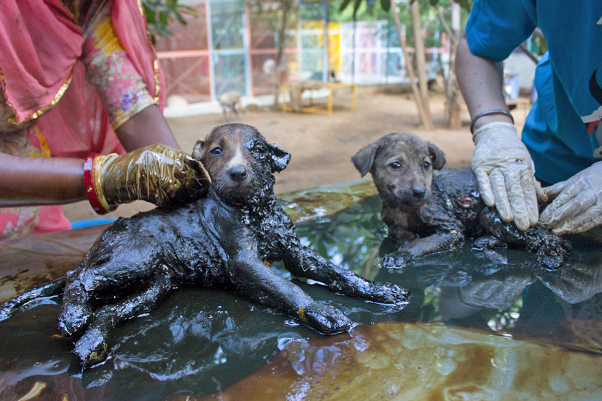 Covered in solid tar puppies trapped in their own bodies, only their eyes could move, rescued. - Animal Aid Unlimited