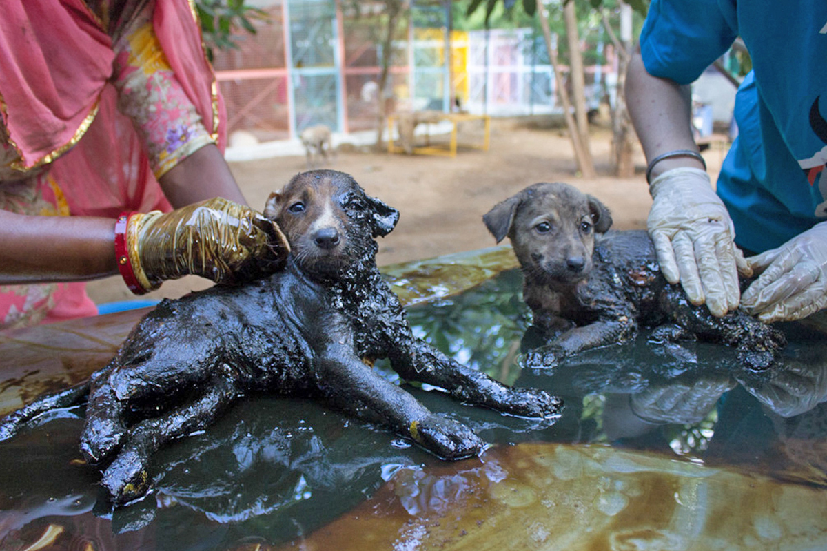 Covered in solid tar puppies trapped in their own bodies, only their eyes  could move, rescued. - Animal Aid Unlimited