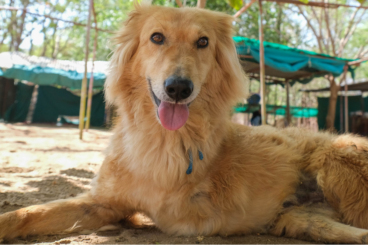 Deepak Animal Aid Unlimited