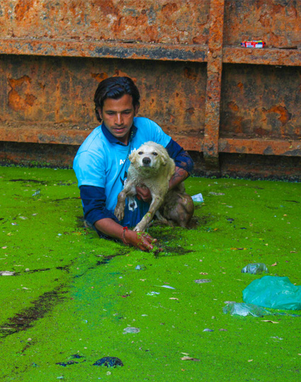 Rescue - Help injured animals in Udaipur - Animal Aid Unlimited Rescue - Help injured animals in Udaipur - Animal Aid Unlimited
