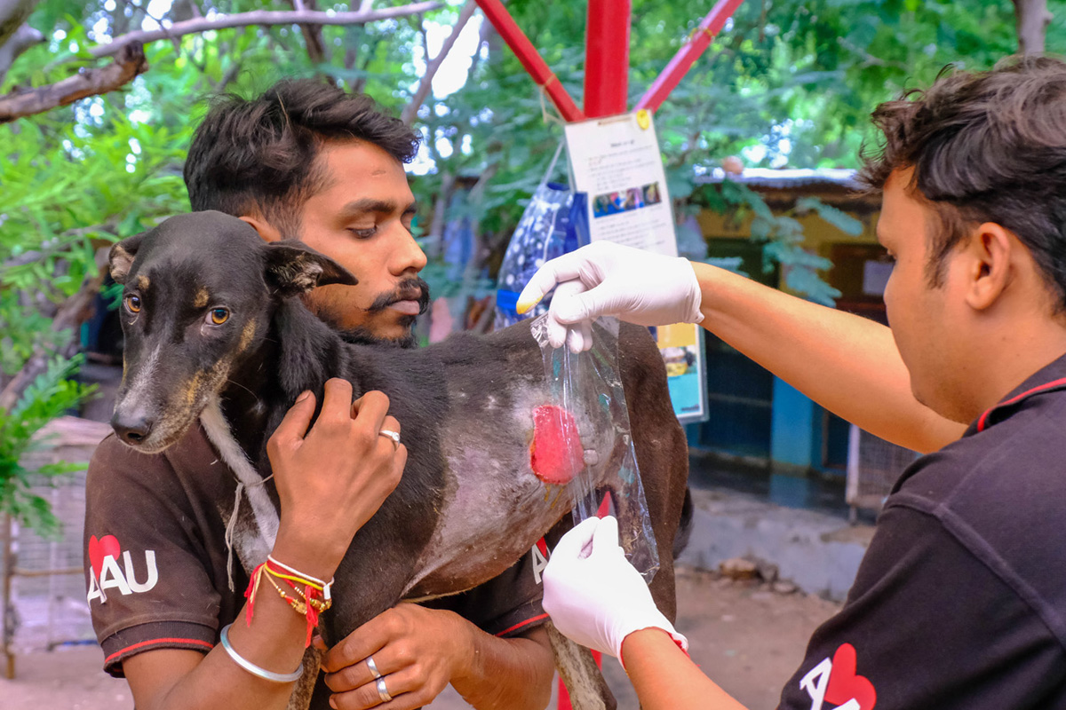 Hospital and medical care - Helping animals in Udaipur - Animal Aid  Unlimited
