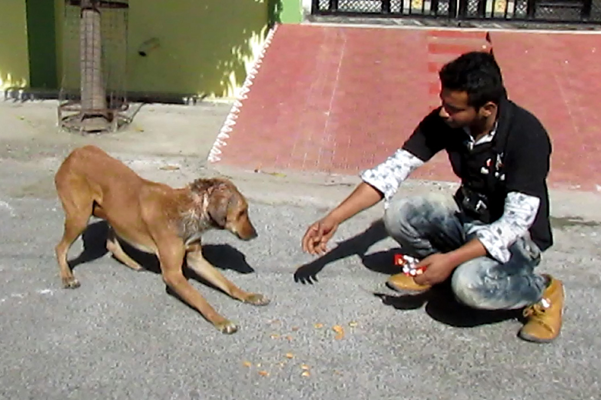 Rescue of a shy & wounded street dog. Animal Aid Unlimited