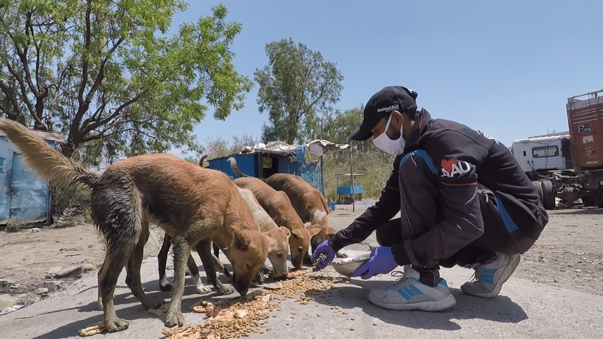 Feeding hungry animals on silent streets during lockdown in Udaipur