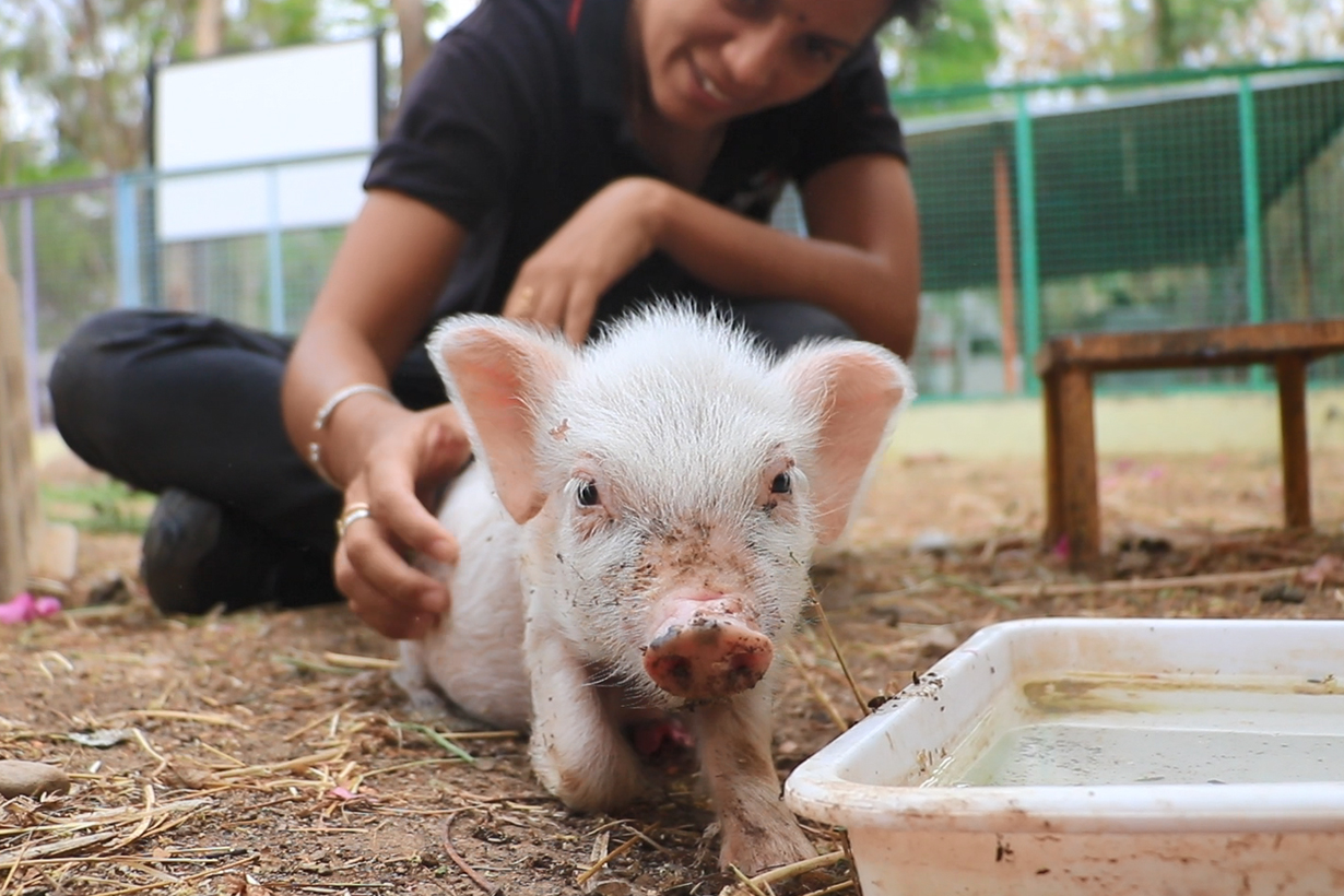 Baby Piglet Olivia s Beautiful Life and Near Death Rescue Animal Aid Unlimited