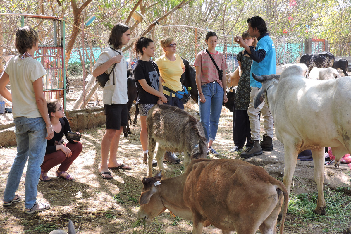 Plan your visit - Vist our animal sanctuary in Udaipur- Animal Aid Unlimited