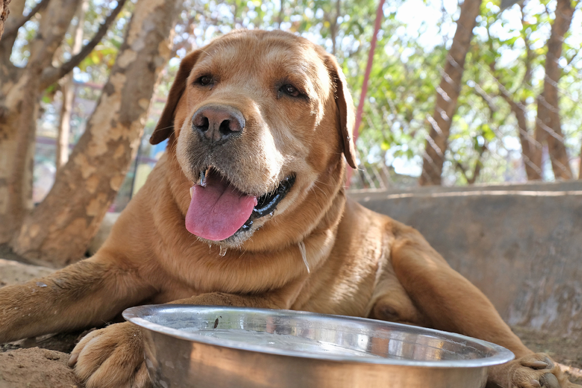 Pumba | Animal Aid Unlimited