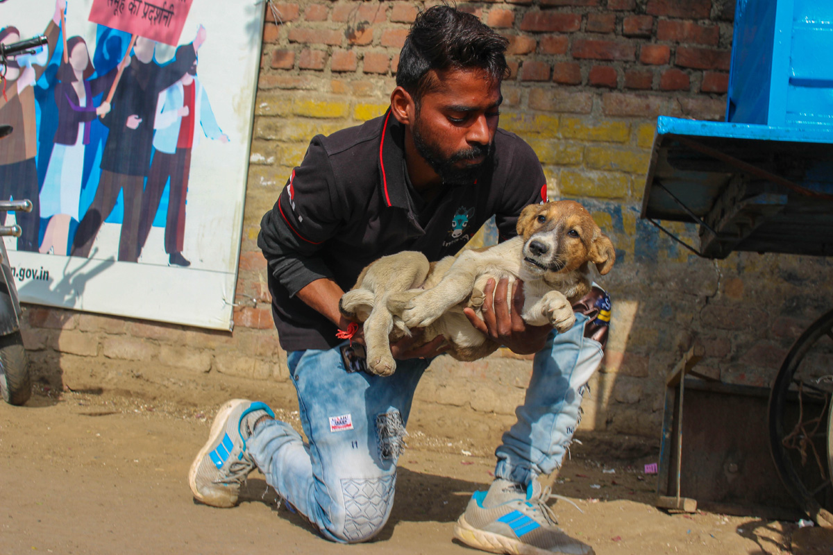 Rescue - Help injured animals in Udaipur - Animal Aid Unlimited