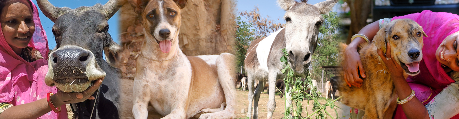 Success stories - Animals rescued in Udaipur - Animal Aid Unlimited Success stories - Animals rescued in Udaipur - Animal Aid Unlimited