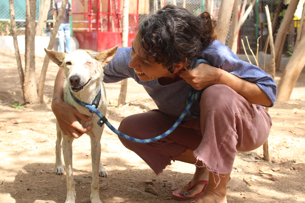 Volunteer - Volunteer to help animals in Udaipur - Animal Aid Unlimited