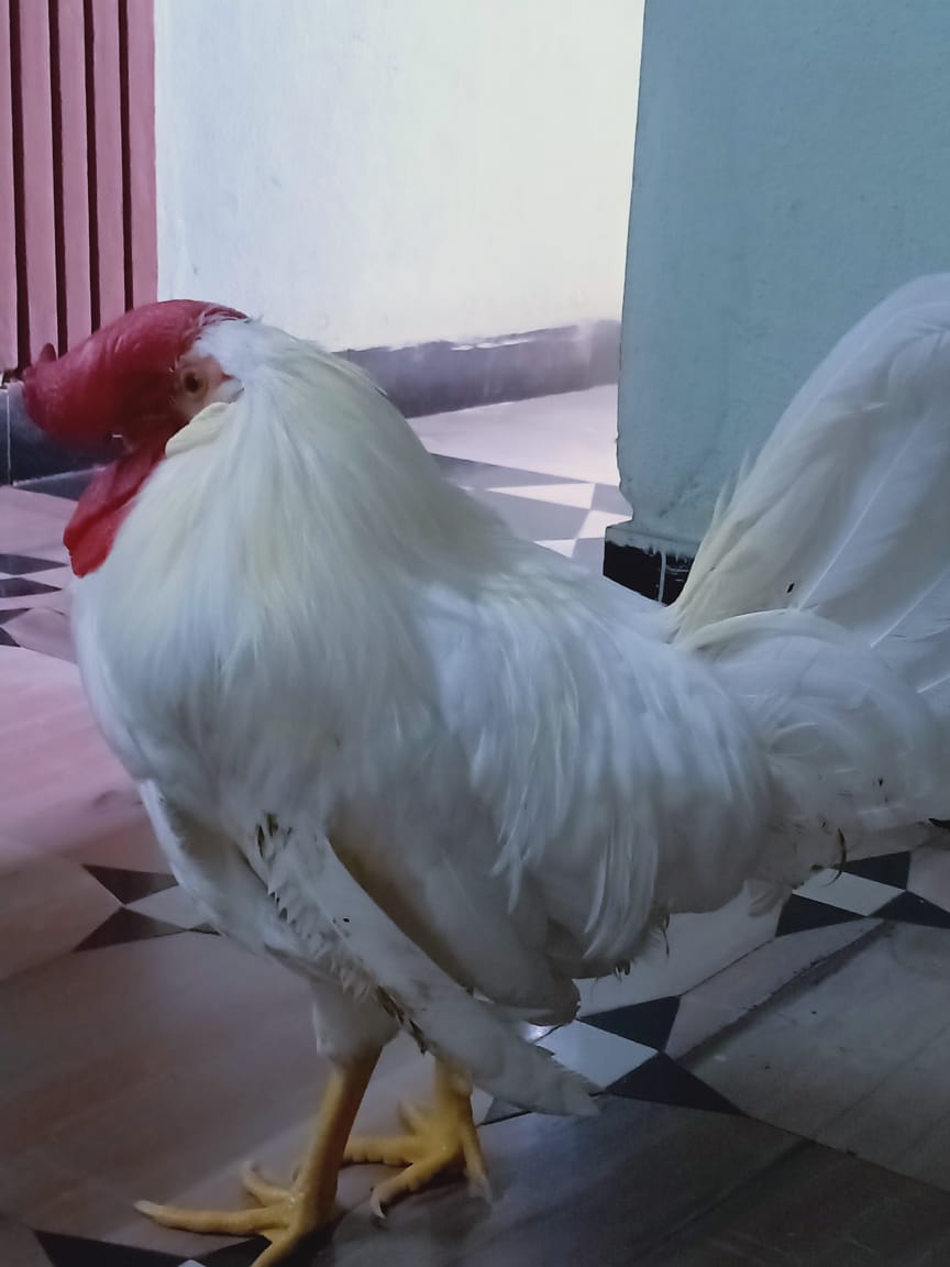 Chinnu Animal Aid Unlimited