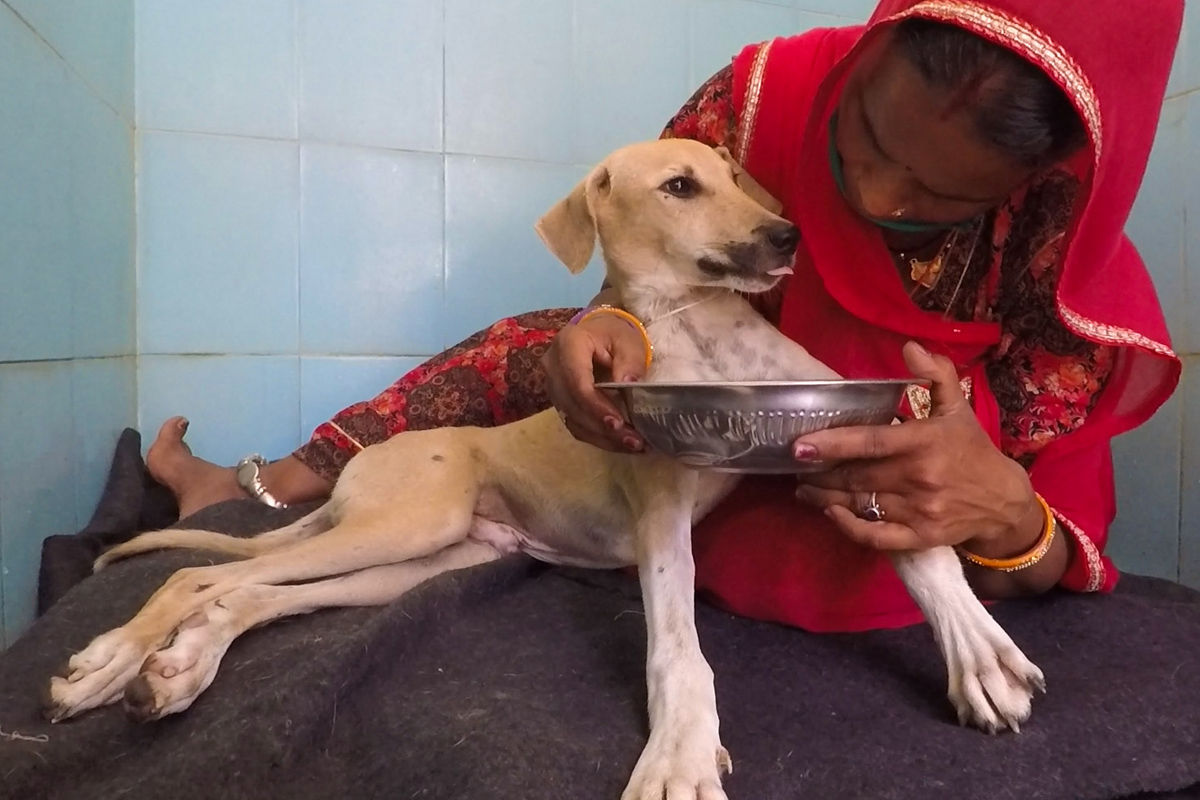Look what love can do. Paralysed street dog's rescue and recovery. - Animal  Aid Unlimited