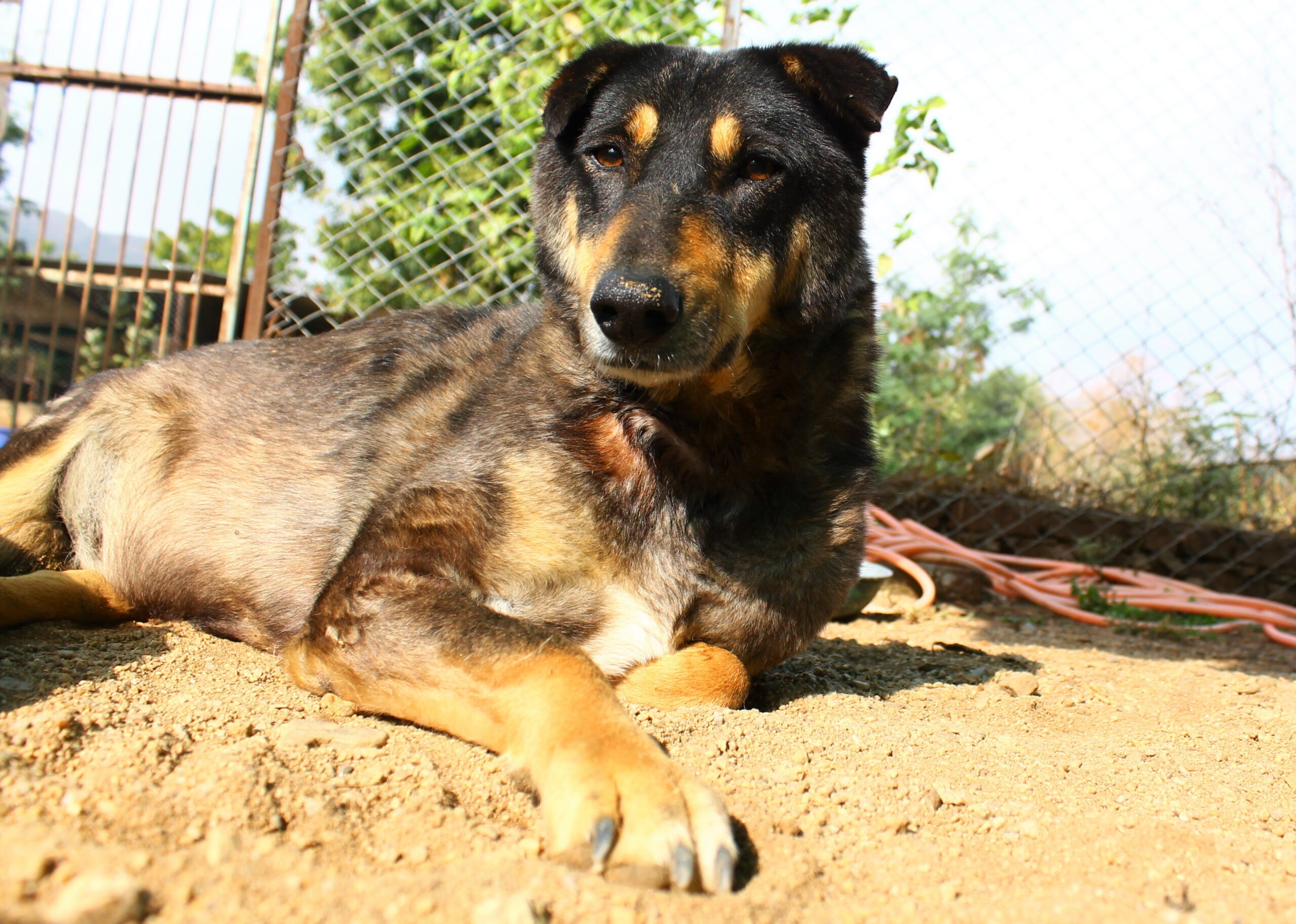 Ashok Animal Aid Unlimited