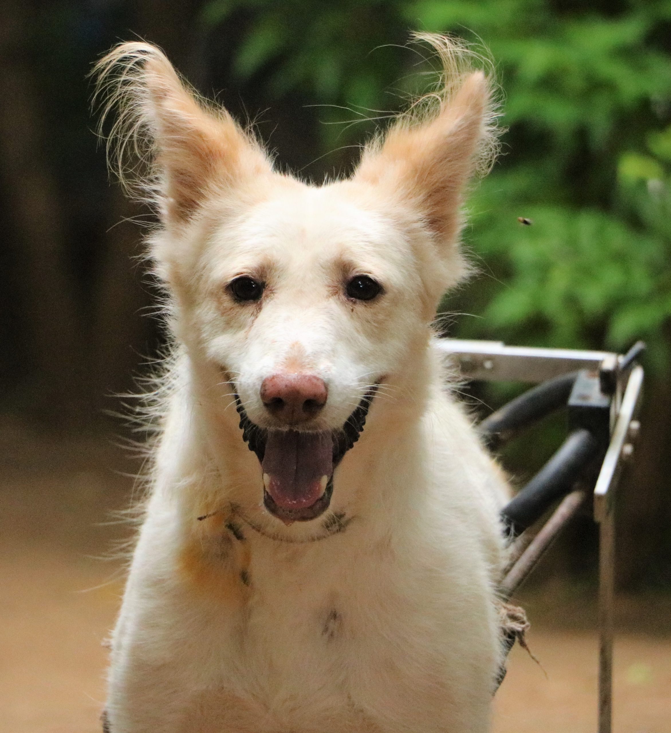 Gauri Animal Aid Unlimited