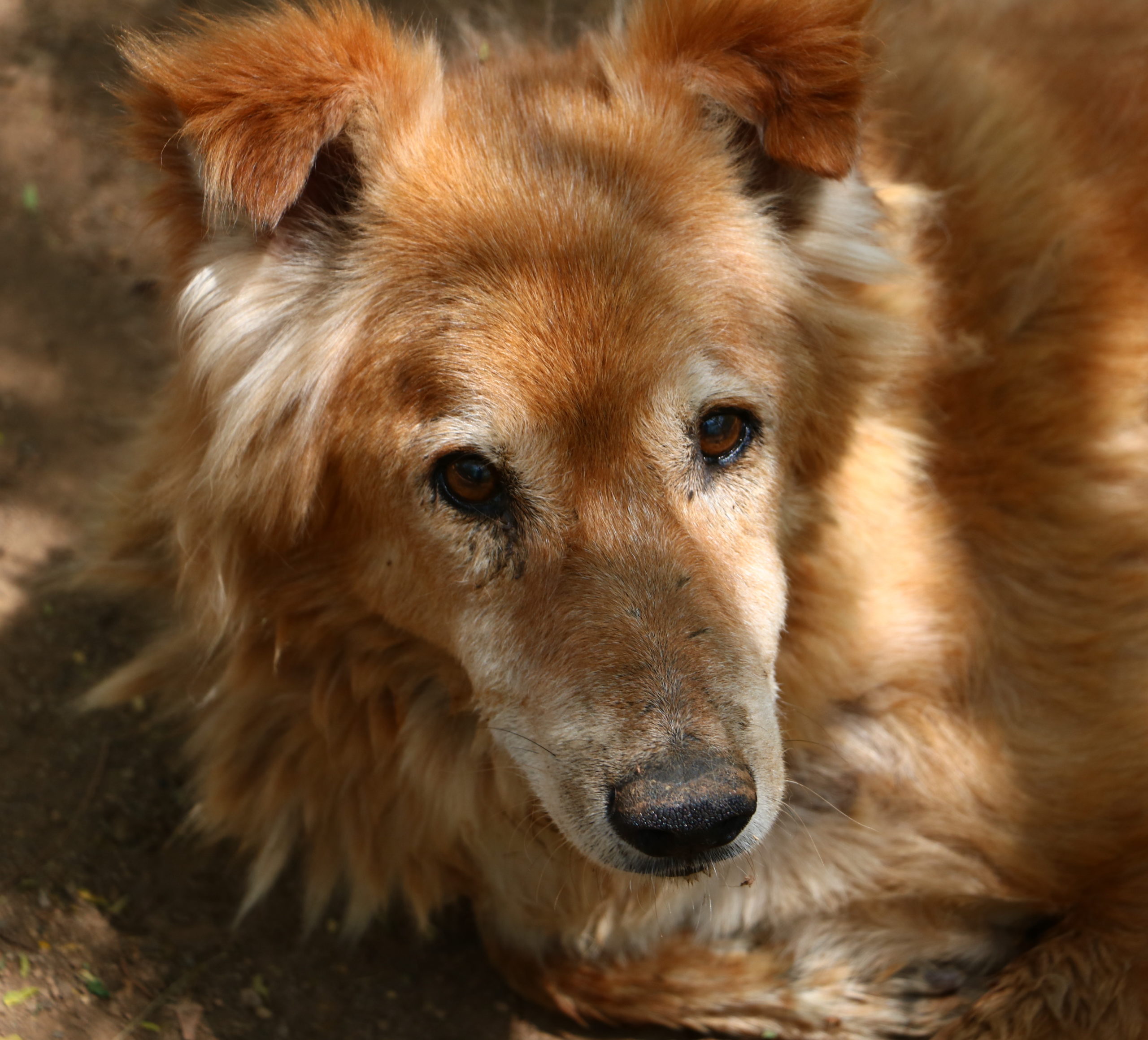 Jimmy Animal Aid Unlimited