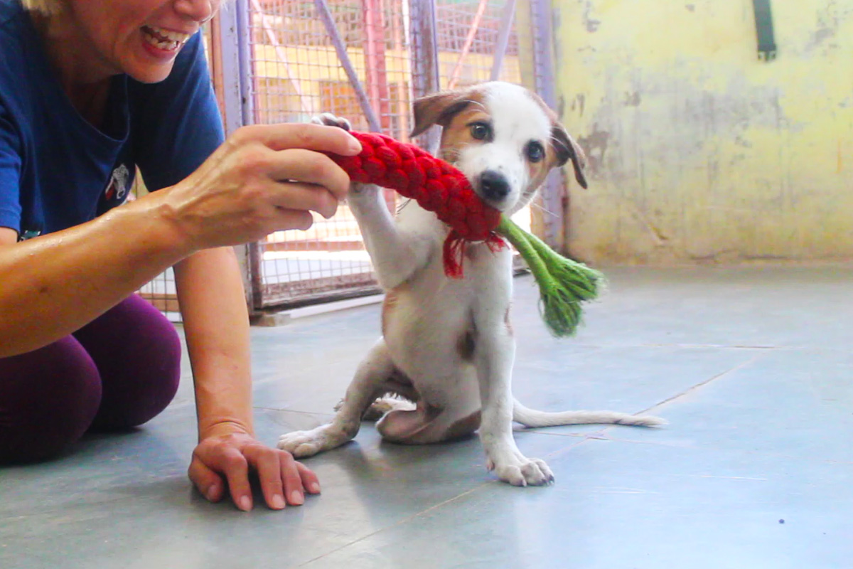 Neemo web "Why won't my legs work?" Puppy dragging legs rescued after car accident...