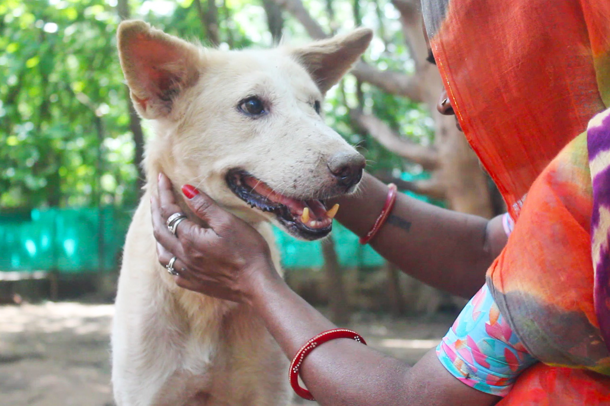 Powder web This suffering sweetheart was dying from mange...rescued!