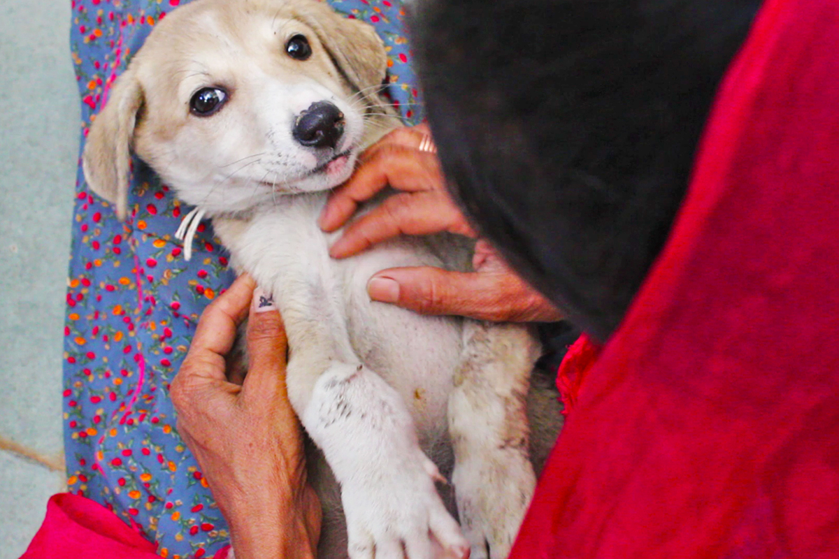 Puppy s Nose Was Injured But She Gave Kisses As Soon As She Could 