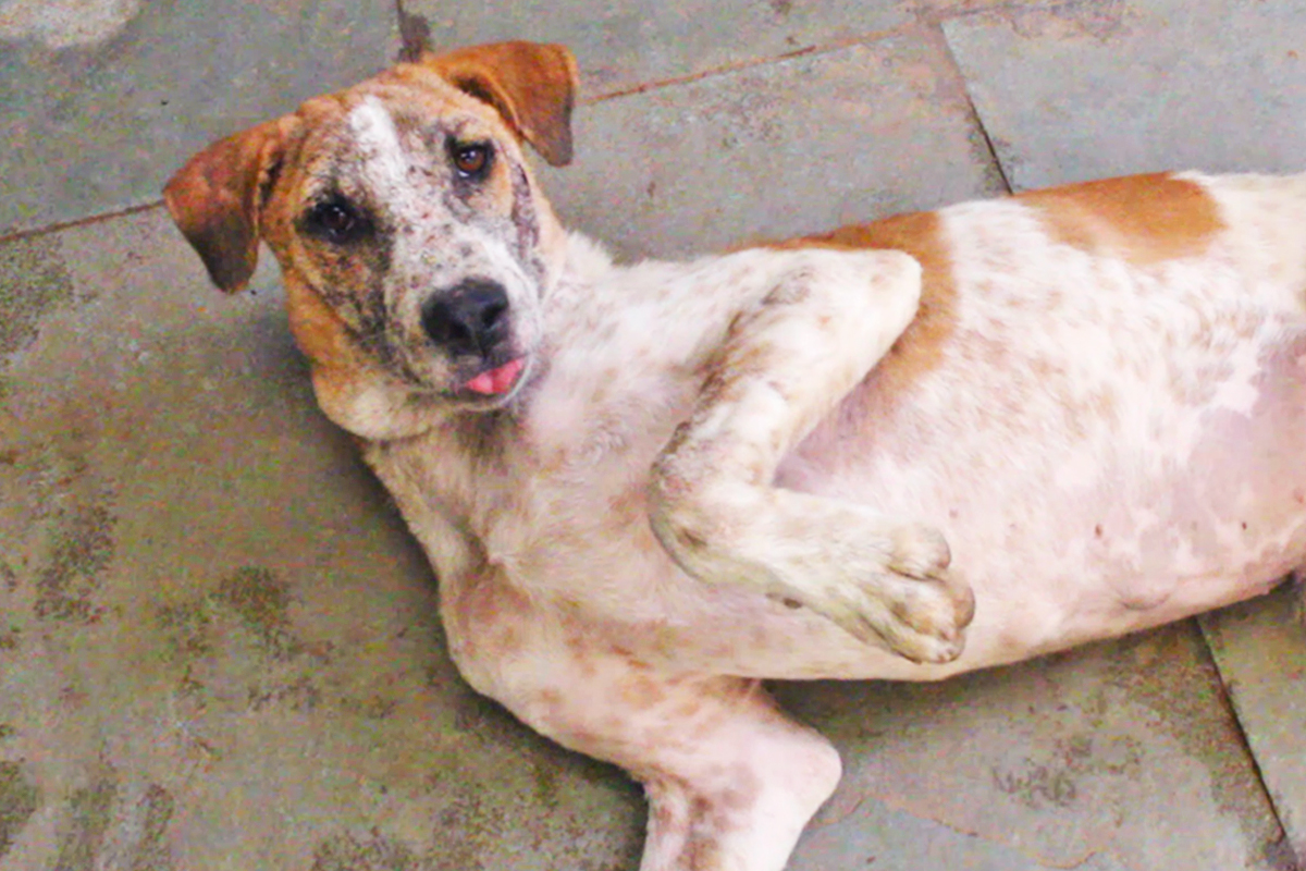 Ned web Healing a puppy whose eyes were sealed shut by advanced mange.