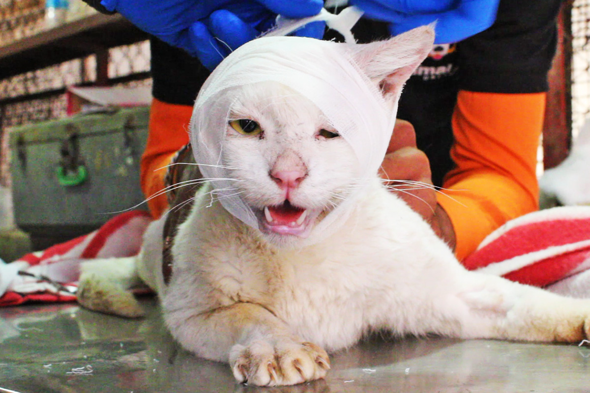 Injured and dying cat used all his strength to make it home, watch his