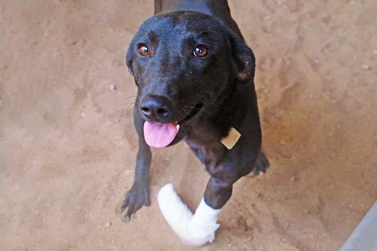 Joey web Puppy hops on 2 legs after accident, showing happiness knows no bounds!