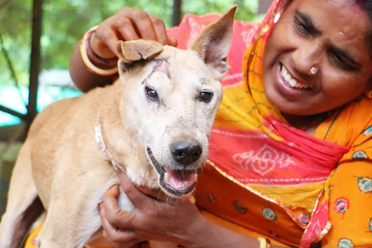 Canine with massive laceration of head stored by means of surgical operation…