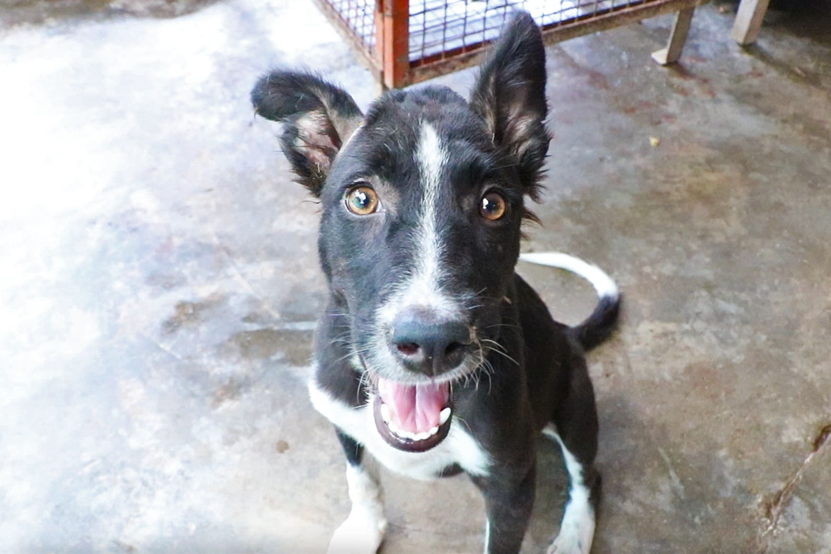 Rubber band tied tightly round her head, pet rescued.
