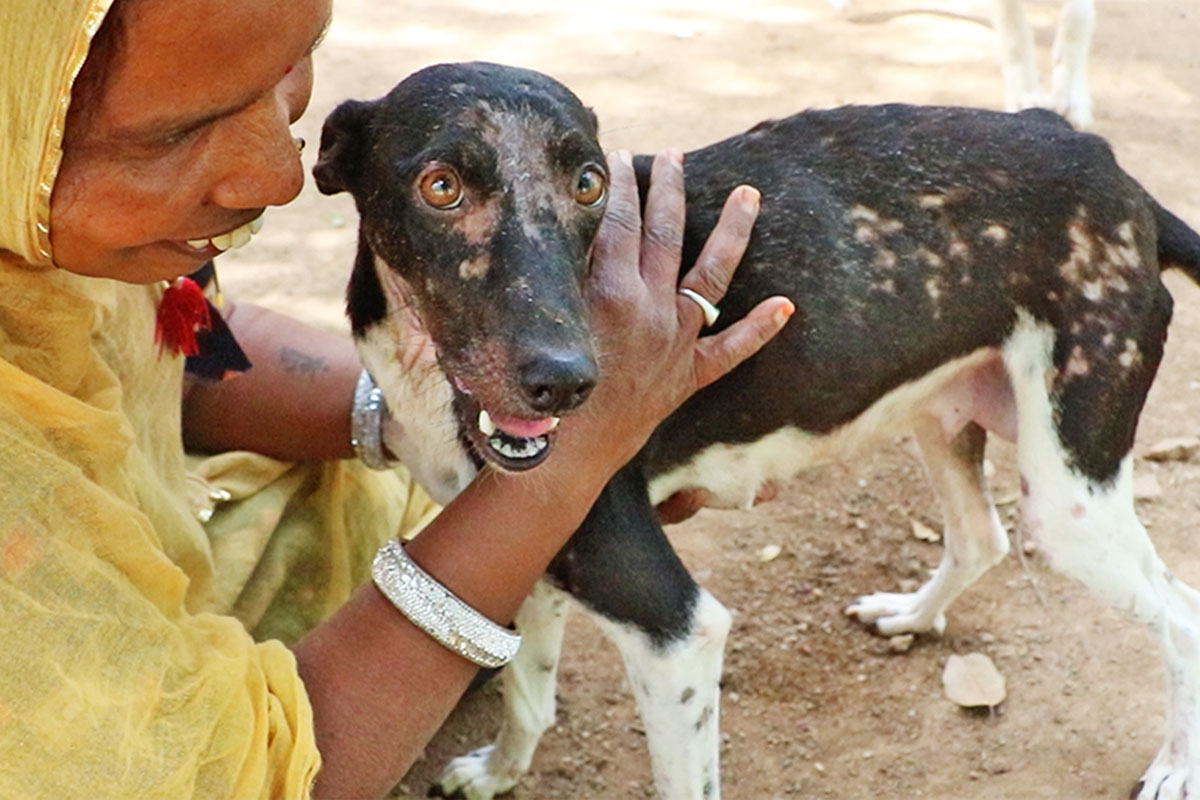 Mumma canine with large neck abscess remains sturdy for her gorgeous pups…