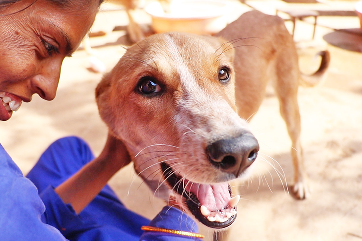 Watch Lilly stroll once more after neck damage left her not able to face.