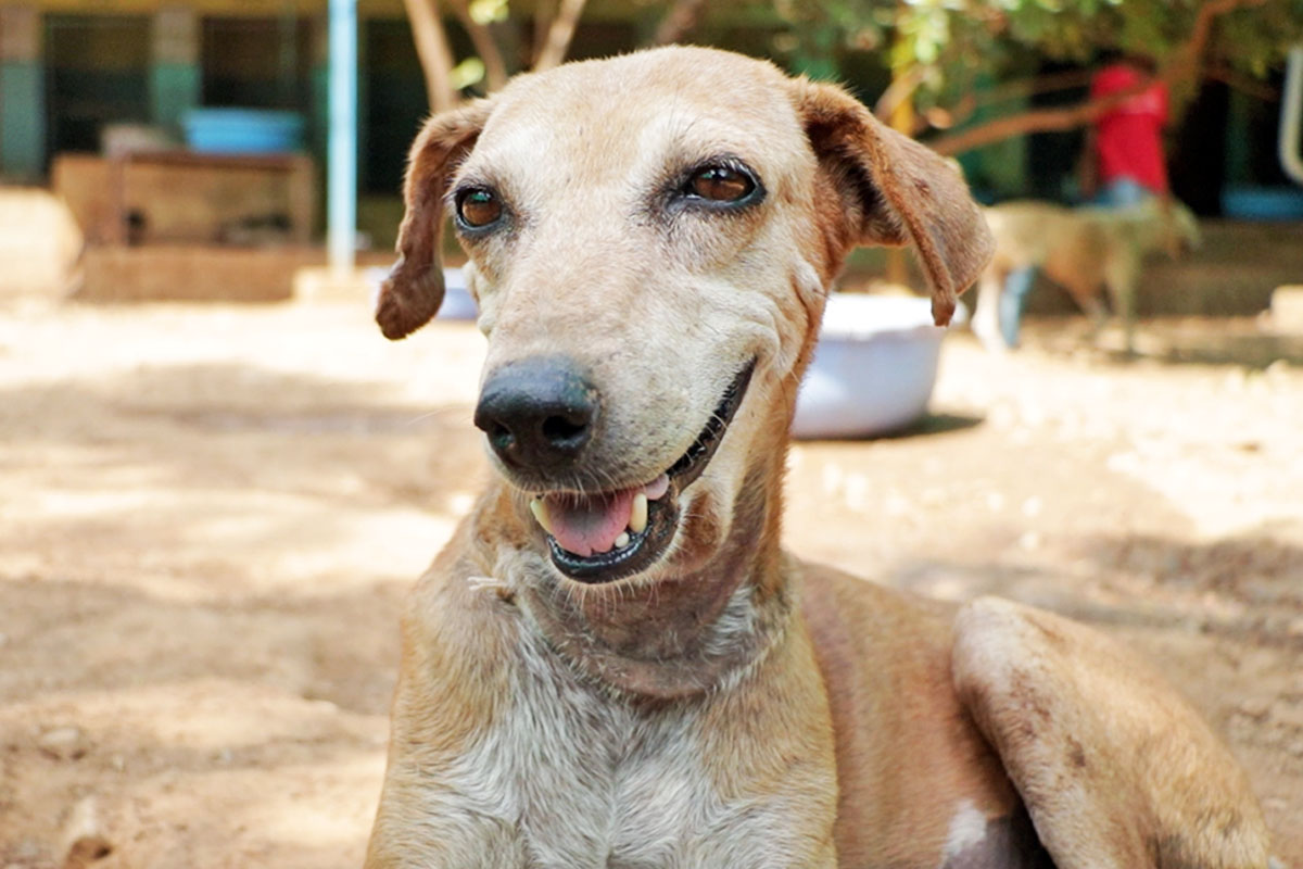 Healed from superior mange, Ava’s not recognizable! Healed from superior mange, Ava’s not recognizable!