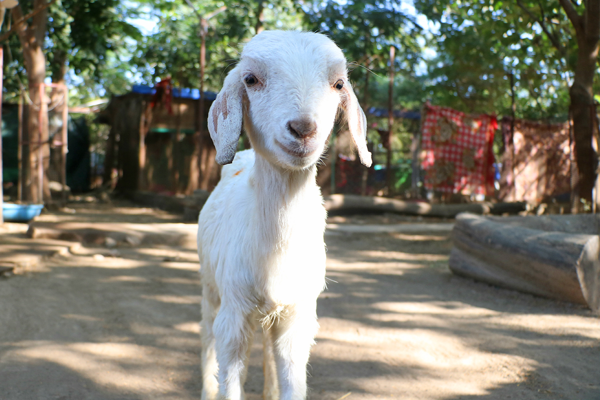 A darling baby goat was abandoned on the road with a neck injury… – Animal Aid Unlimited