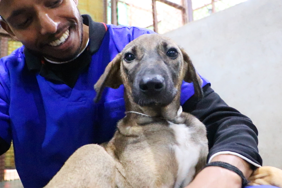 Puppy’s jaw was broken. Without surgery, he’d never eat again. – Animal Aid Unlimited