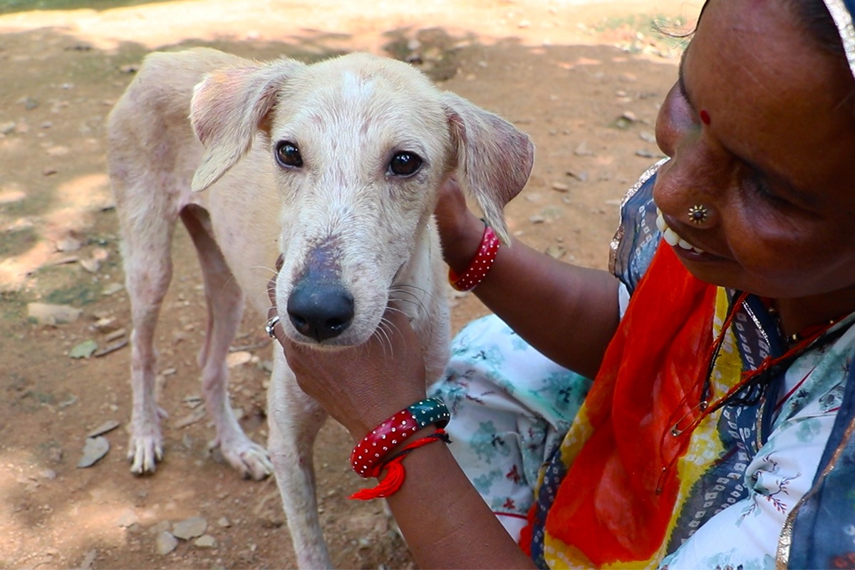 Dying of mange, starving and wounded, he had one chance. – Animal Aid Unlimited