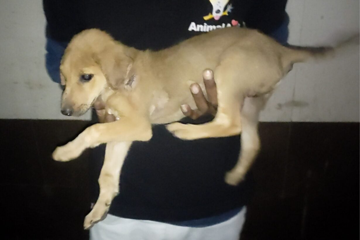 Golden puppy held in person's arms