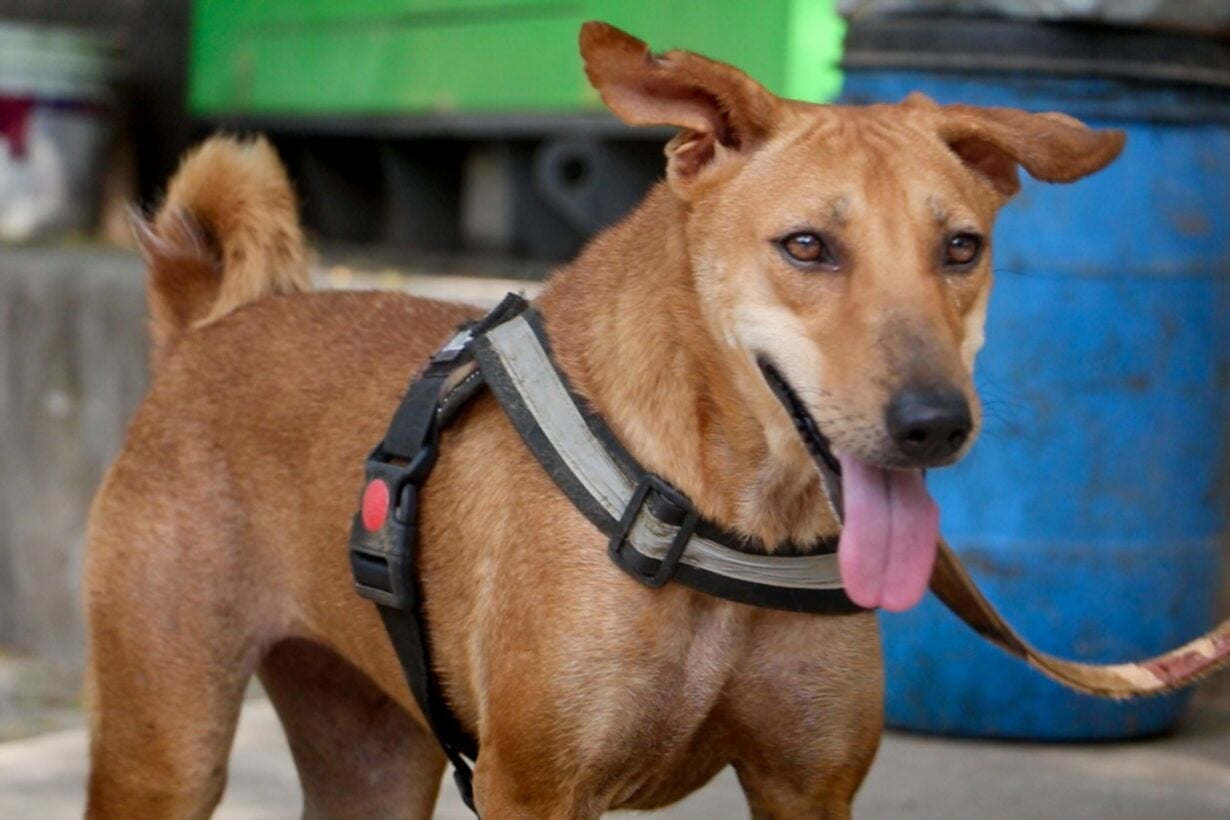Dog stands sideways to camera wearing harness for leash