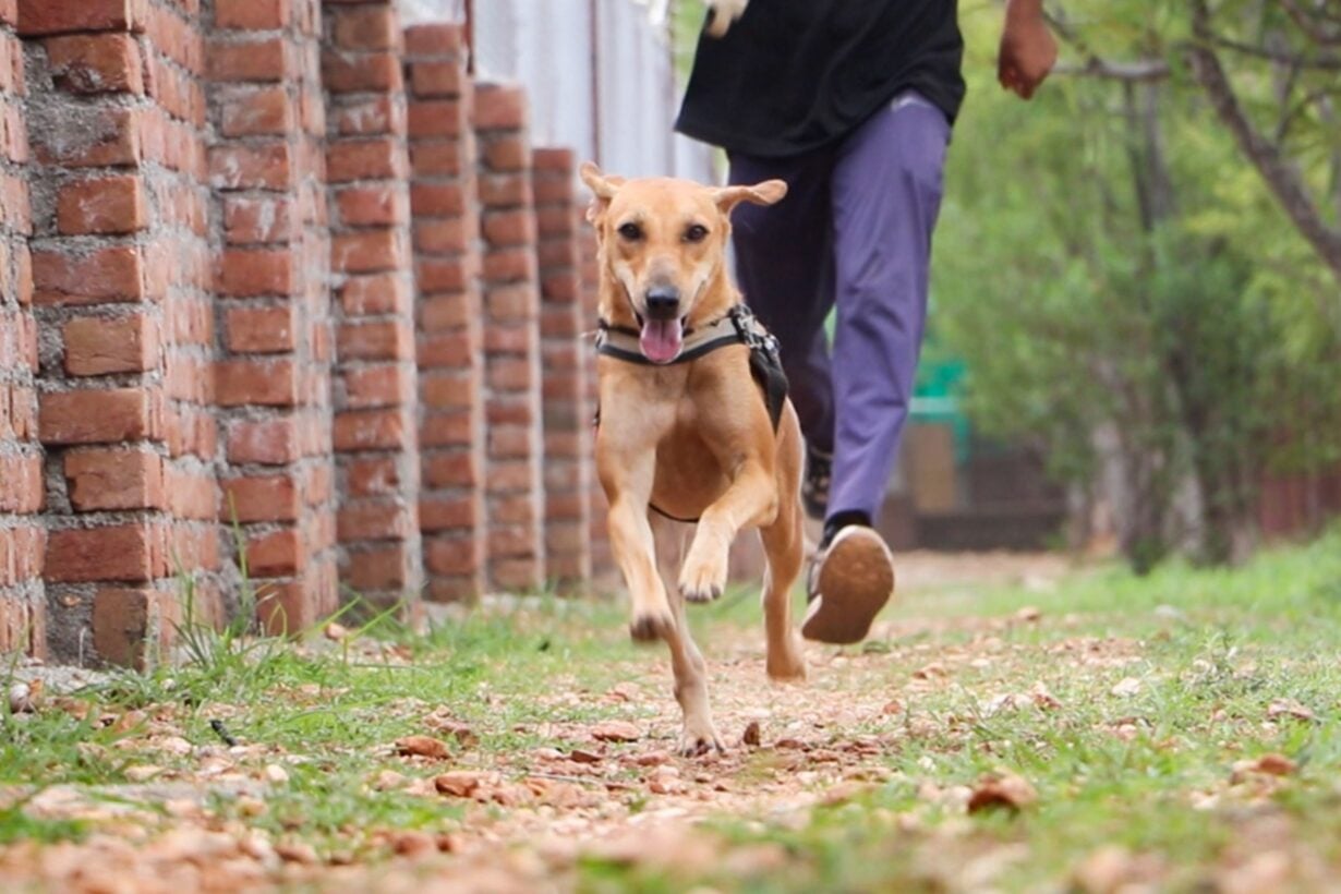 Dog runs with man's legs seen running behind