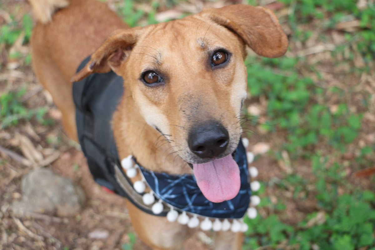 Dog smiles looking up at camera with bandana round neck