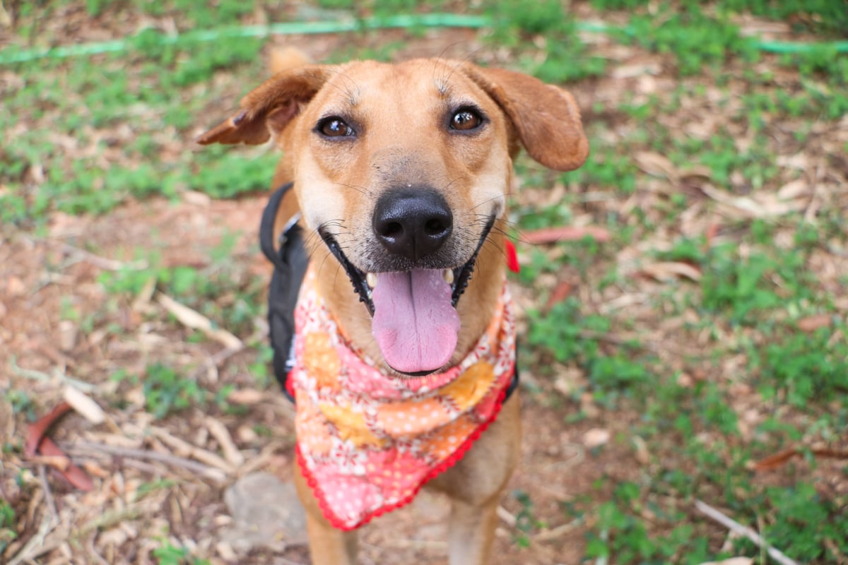 Dog faces camera smiling, wearing bandana round neck