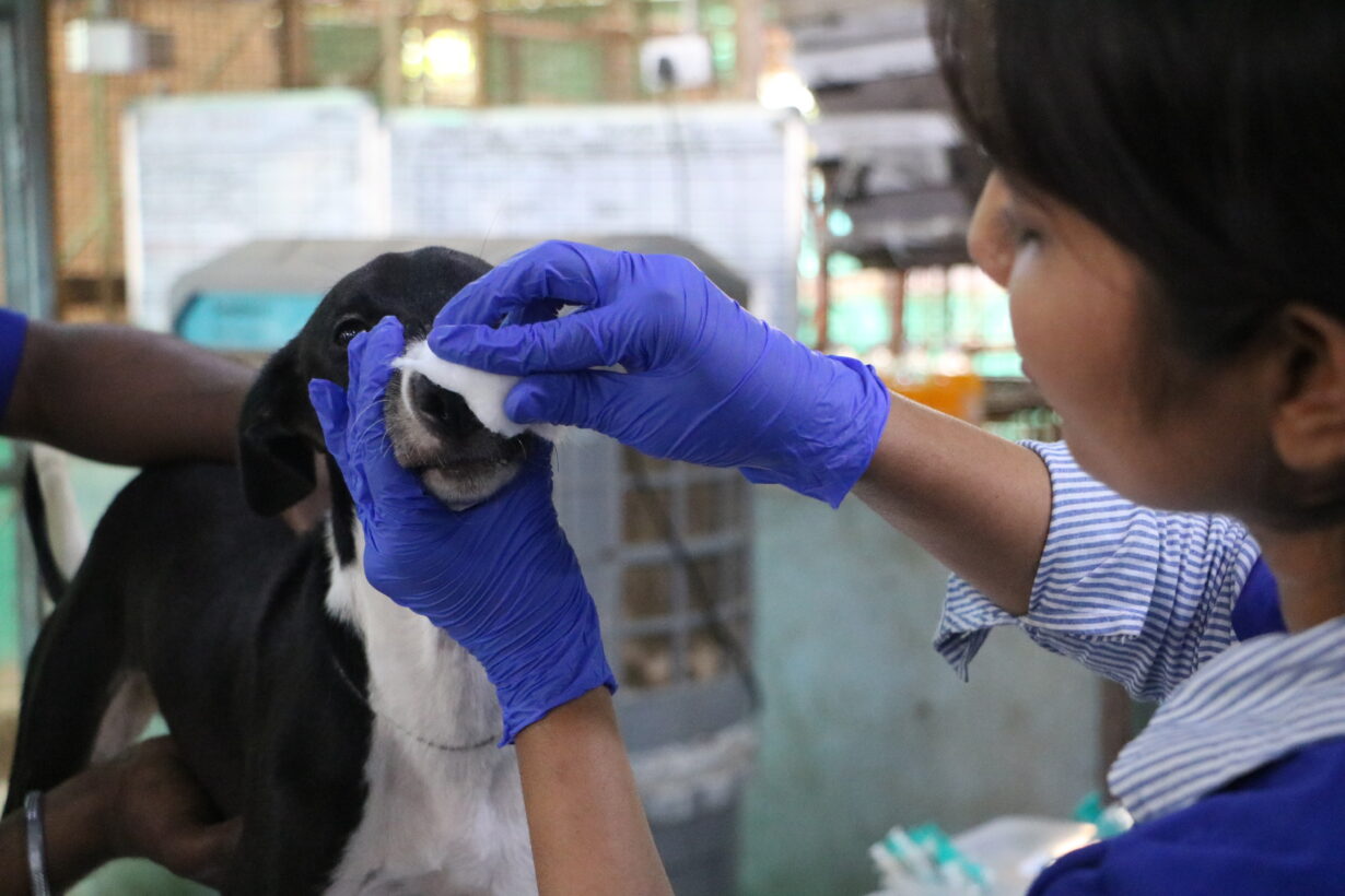 Puppy on treatment table being treated by care giver