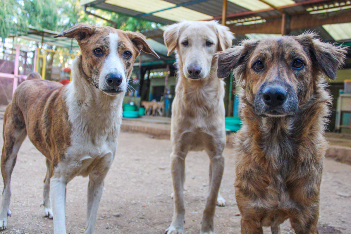 3 street dogs looking at the camera, golden dog in the middle