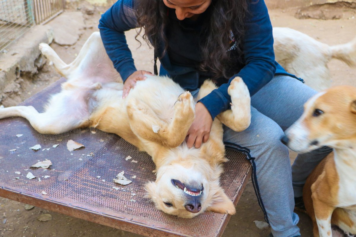 Golden dog lying on his back having belly rubs from a woman, ginger dog looking at them