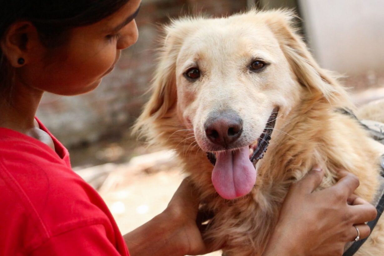Golden dog looking at camera smiling with Indian woman looking at dog
