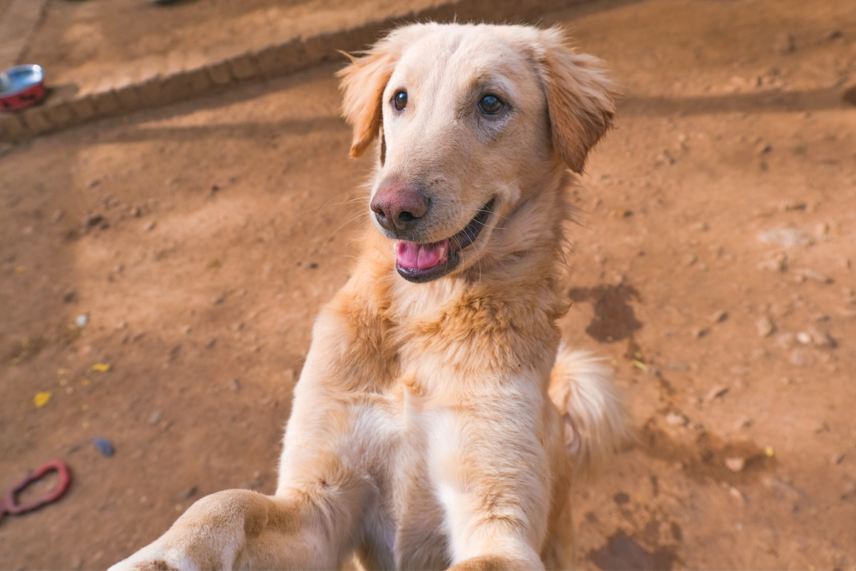 Golden dog jumping up towards the camera smiling