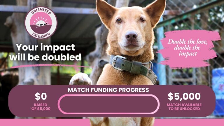Image of a dog. Underneath the dog is a progress bar showing that $0 has been raised so far in the campaign.
