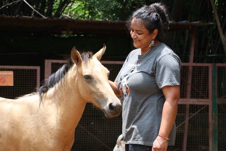 Palomino pony faces lady patting him