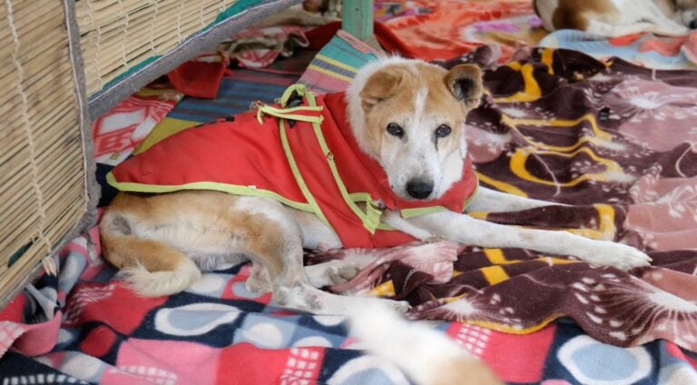 Brown and white dog looks at camera while laying on a rug wearing a jacket