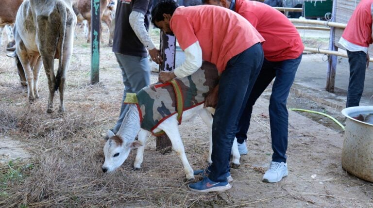 Two men fit a calf with a jacket to keep warm