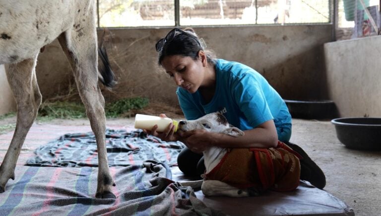 Indian lady bottle feeds a calf who is wearing a blanket to keep warm