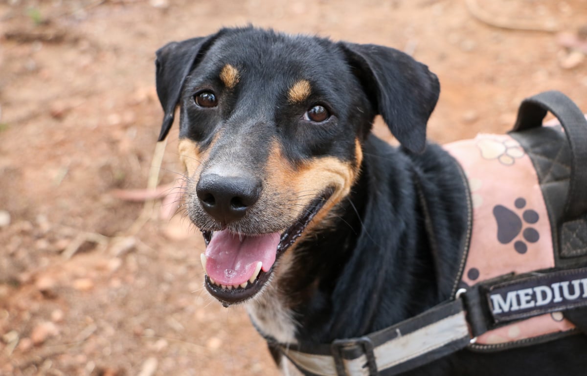 Mixed breed dog's face looking towards the camera smiling