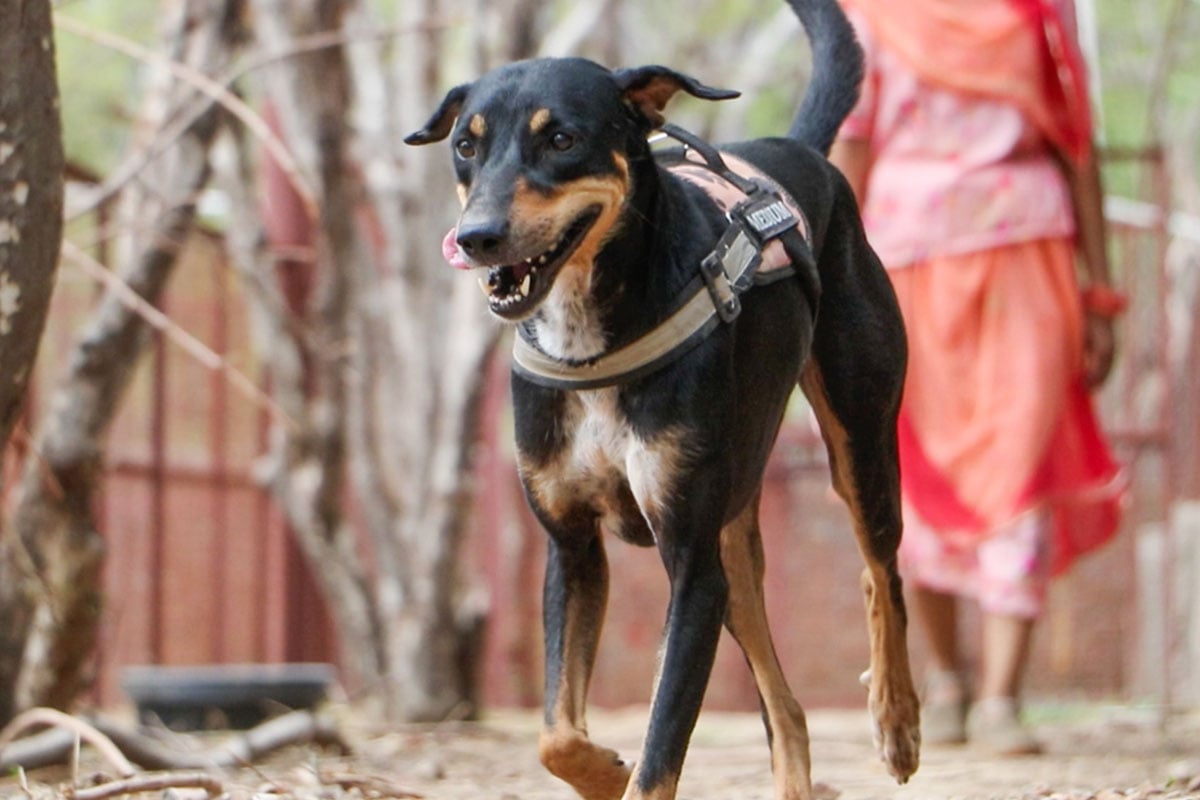 Mixed breed dog running with woman's legs in the background following